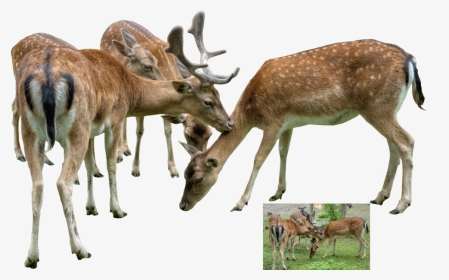 Net, Two Deer - Group Of Deer Png, Transparent Png, Transparent PNG