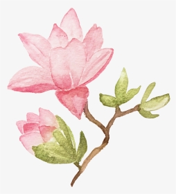 Ianmikraz Watercolor Magnolia Flower Illustration Graphics - Sacred Lotus, HD Png Download, Transparent PNG
