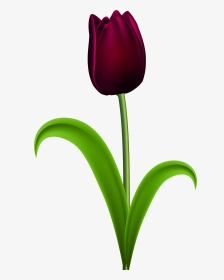 Dark Red Tulip Transparent Png Clip Art Imageu200b - Purple Tulips Flowers Clipart, Png Download, Transparent PNG
