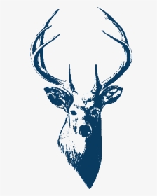 Whitfield & Ward - Deer Head Vector Black And White, HD Png Download, Transparent PNG