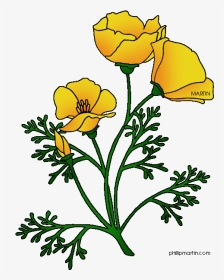 Botanical Drawing California Poppy - California Poppy Flower Clip Art, HD Png Download, Transparent PNG