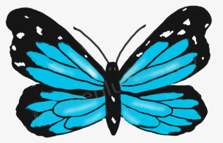 Morpho Blue Butterfly - Limenitis, HD Png Download, Transparent PNG