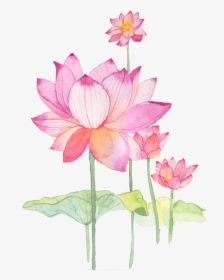 #flower #lotus #chinese - Sacred Lotus, HD Png Download, Transparent PNG
