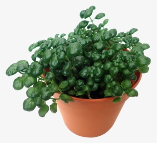 Flowerpot, HD Png Download, Transparent PNG