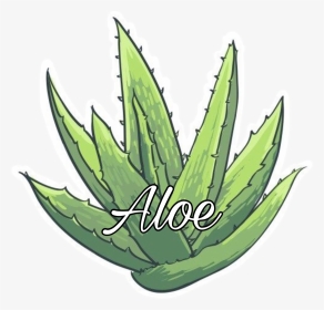 Sabila Png, Transparent Png, Transparent PNG