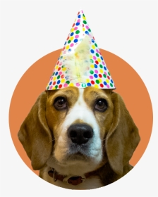 Beagle With Party Hat, HD Png Download, Transparent PNG