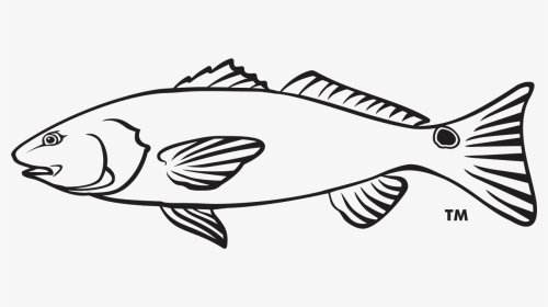 Cliparts For Free Download Salmon Clipart Sketch And - Draw A Red Drum, HD Png Download, Transparent PNG