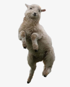 Happy Sheep, HD Png Download, Transparent PNG