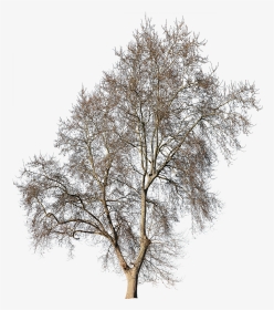Photoshop Post Production Tree, HD Png Download, Transparent PNG