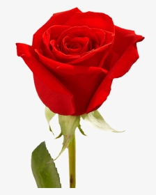 Single Red Rose With Greenery Mother S Day Arrangements - Water On Rose In A Vase, HD Png Download, Transparent PNG