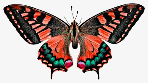 Insect Butterfly, HD Png Download, Transparent PNG