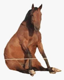 #horse #caballo #funny #freetoedit #sticker - Sorrel, HD Png Download, Transparent PNG
