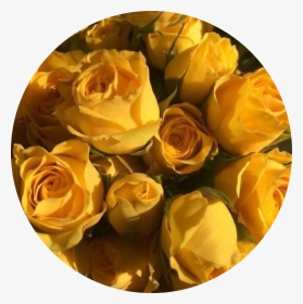 #background #flower #flowers #yellowrose #rose #yellow - Plant Yellow Lockscreen Aesthetic, HD Png Download, Transparent PNG