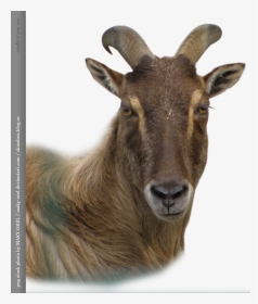 Goat And Sheep Png - Goats Head Png, Transparent Png, Transparent PNG