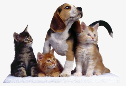 #dog #perros #gatos #cat #mascotas - Perros Perros Y Gatos, HD Png Download, Transparent PNG