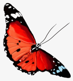 #edit #flowers #noce - Brush-footed Butterfly, HD Png Download, Transparent PNG