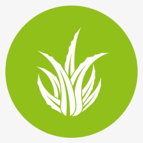 Aloe Vera Logo Png , Png Download - Aloe Vera Logo Png, Transparent Png, Transparent PNG