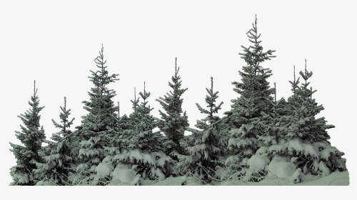 #ftestickers #forest #trees# #freetoedit - Tree With Snow Png, Transparent Png, Transparent PNG