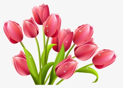 Tulips Png, Transparent Png, Transparent PNG