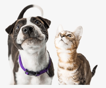 Dog And Cat Looking Up - Happy Dog And Cat Png, Transparent Png, Transparent PNG