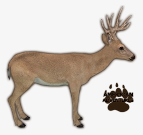 Reindeer Zoo Tycoon, HD Png Download, Transparent PNG