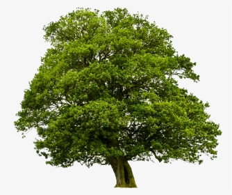 Big Tree, Pictures V - Oak Meaning In Hindi, HD Png Download, Transparent PNG