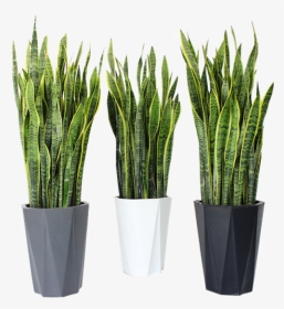 The New Concept In Large Tiger Piran Sansevieria Potted - Sweet Grass, HD Png Download, Transparent PNG
