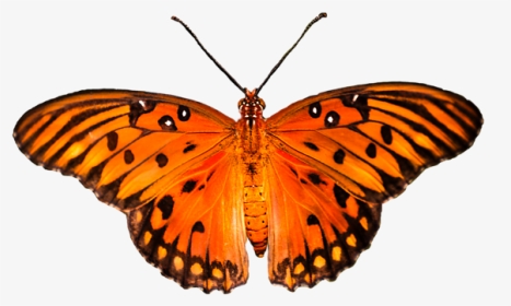 Vector Monarch, HD Png Download, Transparent PNG