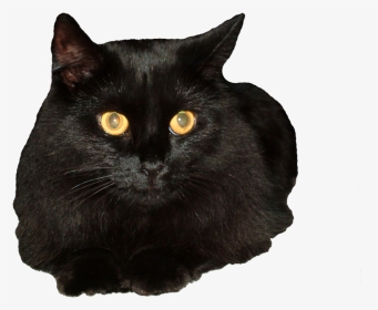 Black Cat Clear Background, HD Png Download, Transparent PNG