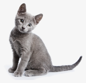 Kittens Russian Blue Cat, HD Png Download, Transparent PNG
