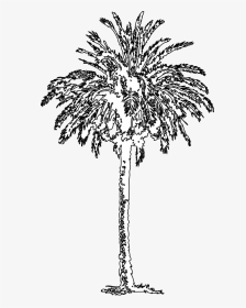 Fig Tree Clipart Black And White Picture Free Stock - Roystonea, HD Png Download, Transparent PNG
