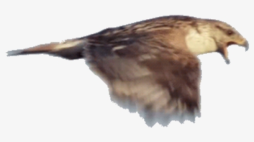 Hawk Flying Animated Gif, HD Png Download, Transparent PNG