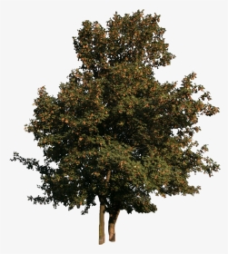 Tree Free Cut Out, HD Png Download, Transparent PNG