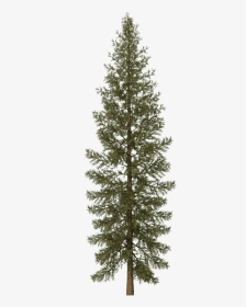Pine Tree Png Svg Black And White, Transparent Png - Transparent Pine Tree Png, Png Download, Transparent PNG