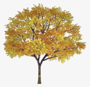 #tree #arbol #frondoso #leafy #follaje #foliage #autumn - Autumn Tree Transparent, HD Png Download, Transparent PNG