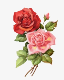 手绘玫瑰花 - ดอกไม้ วาด สวย ๆ, HD Png Download, Transparent PNG