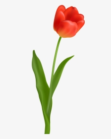 Red Tulip Transparent Png Clip Art Image - Transparent Tulip Clipart, Png Download, Transparent PNG