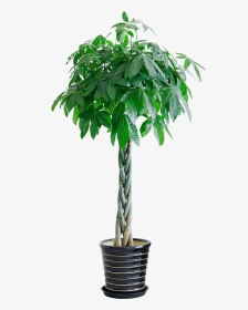 Aiyou Shang Five Braided Backgammon Rich Tree Potted - Houseplant, HD Png Download, Transparent PNG