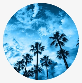 California Palm Tree, HD Png Download, Transparent PNG