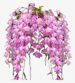 Phalaenopsis Sanderiana, HD Png Download, Transparent PNG
