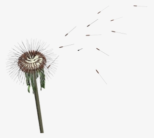 Dandelion Seed Png - Dandelion Mmd, Transparent Png, Transparent PNG