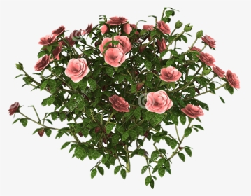 #rosas #roses #pederosas #jardim #garden #flores #flowers - Rose Bushes White Background, HD Png Download, Transparent PNG