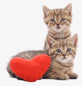 Two Cats Sitting With A Heart Cushion - De Chatons Avec Fond Blanc, HD Png Download, Transparent PNG