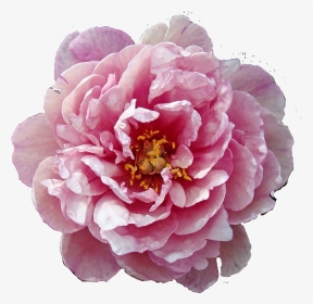 #flower #flowers #floral #pink #summer #spring #lovely - Pink Double Dandy Peony, HD Png Download, Transparent PNG