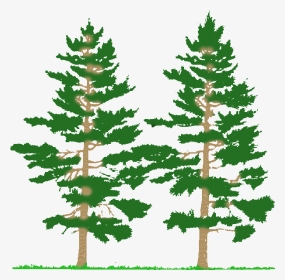 Pine Tree Forest Decals Pine Trees Decal Hd Png Download Transparent Png Image Pngitem - foresttree roblox