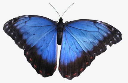Бабочка - Png - Morpho Butterfly Blue Butterfly Illustration, Transparent Png, Transparent PNG