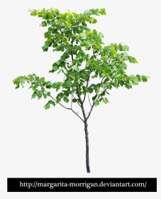 Transparent Small Tree Png, Png Download, Transparent PNG