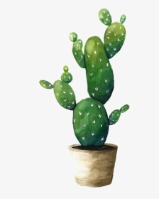 Cactaceae Watercolor Painting Plant - Cactus Succulent Transparent Background, HD Png Download, Transparent PNG