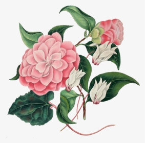 Digital Art Pink Flowers Background, HD Png Download, Transparent PNG