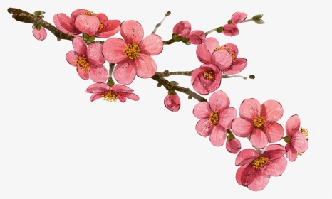 Wallpaper Drawing Flower - Drawings Of Korean Flowers, HD Png Download, Transparent PNG